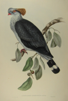 John Gould's Birds of Australia